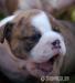 anglický buldok / bulldog / buldok  - Prodej