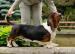 Basset Hound - Prodej