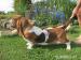 Basset Hound - Prodej