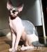 KOCIĘTA Sphynx Canadian Warszawa & Sosnowi - Sprzedaż