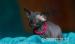 Love  Przytulaski  De'TrojanS  Sfinks SPHYNX CANAD - Sprzedaż