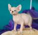 Love  Przytulaski  De'TrojanS  Sfinks SPHYNX CANAD - Sprzedaż