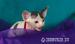 Love  Przytulaski  De'TrojanS  Sfinks SPHYNX CANAD - Sprzedaż
