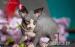 Sfinks Sphynx  NAJWIĘKSZE PRZYTULANKA  New Miot! - Sprzedaż