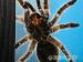 Grammostola rosea - Darovanie