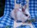 zakrslý králík - Prodej