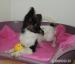 Papillon - pejsek s PP - Prodej