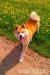 štěňata AKITA-INU - Prodej