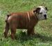 Anglický buldok, English Bulldog, buldog - Prodej