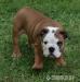 Anglický buldok, English Bulldog, buldog - Prodej