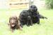 štěňata Flat Coated Retrievera s PP - Prodej