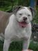 Americký bulldog - Predaj