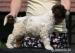 Lagotto Romagnolo - Predaj