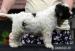 Lagotto Romagnolo - Predaj