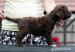 Lagotto Romagnolo - Predaj
