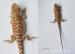 Agama vousatá - Pogona vitticeps - Prodej