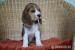 Beaglewelpen, tricolour, of the Jolly Kids - Verkauf