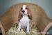 Beaglewelpen, tricolour, of the Jolly Kids - Verkauf