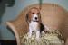 Beaglewelpen, tricolour, of the Jolly Kids - Verkauf
