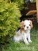 King charles spanel - Prodej