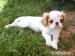 King charles spanel - Prodej