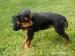 Black and tan fenečka - Prodej