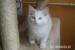 Ragdoll kocourek s PP - Prodej