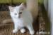 Ragdoll kocourek s PP - Prodej
