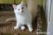 Ragdoll kocourek s PP - Prodej