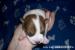 Šteniatka Jack Russel Teriér s PP - Predaj