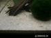 Caridina mix 40 - 60 ks - Predaj