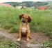 3 mesačné šteniatka - Darovanie