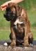 Boxer s Pp - Prodej