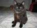 Sibírska mačka - Predaj