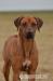 Štěňata Rhodéský ridgeback s PP - Prodej