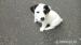 Jack Russel teriér - Prodej