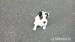 Jack Russel teriér - Prodej