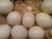 Kury i strusie jaja na sprzedaż płodne - Sprzedaż
