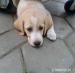 labrador šteniatka - Predaj