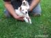 Jack Russel Terier - Prodej