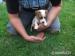 Jack Russel Terier - Prodej