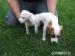 Jack Russel Terier - Prodej