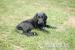 Flat coated retriever - FCR štěňátka - Prodej