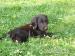 Flat coated retriever - FCR štěňátka - Prodej