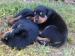 Rotvajler rottweiler šteniatka - Predaj