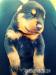 Rotvajler rottweiler šteniatka - Predaj