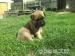 Bullmastiff - Prodej
