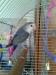 Papoušek AGAPORNIS - Prodej