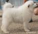 Samojed - poslední volný klučík s PP - Prodej