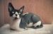 Don Sphynx - Predaj
